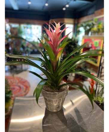 Pink Bromeliad Marbled Pot in South Milwaukee, WI | PARKWAY FLORAL INC.