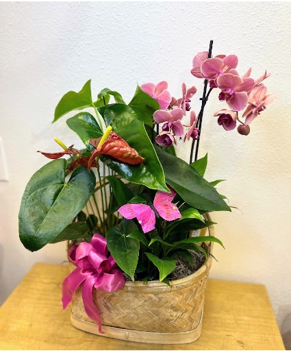 Pink Butterfly Bloomer Basket House Plants