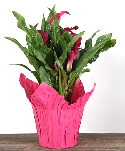 Pink Calla  Bulbs in Bloom