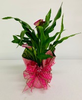 Pink Calla Lily Plant Plant