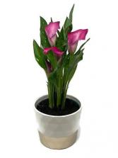 Calla Lily Plant Blooming Plant