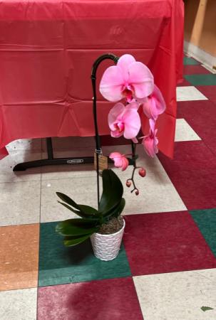 Pink Cascading orchid Pink Orchid