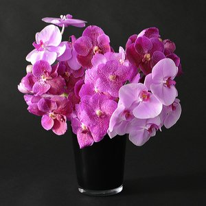 Pink Chorus Modern