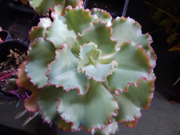 Pink Coral Succulent Plant in Norway, ME | Green Gardens Florist & Gift Shop