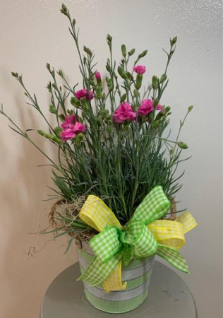 Pink Dianthus Potted Plant