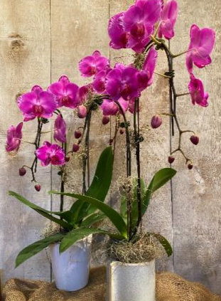 Pink Double Stem Orchid Planter