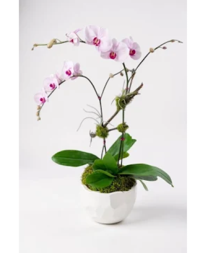 Pink Double Stem Phalaenopsis Orchid in Ceramic Pot