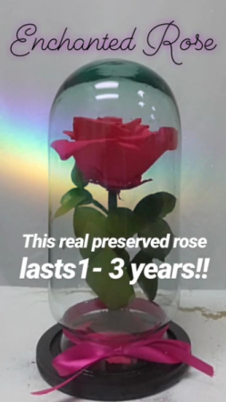 PINK! Enchanted Rose Rose