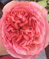 Pink Expression Rose Bouquet Pink Expression Rose Bouquet