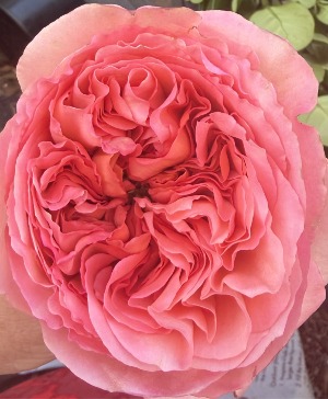 Pink Expression Rose Bouquet Pink Expression Rose Bouquet