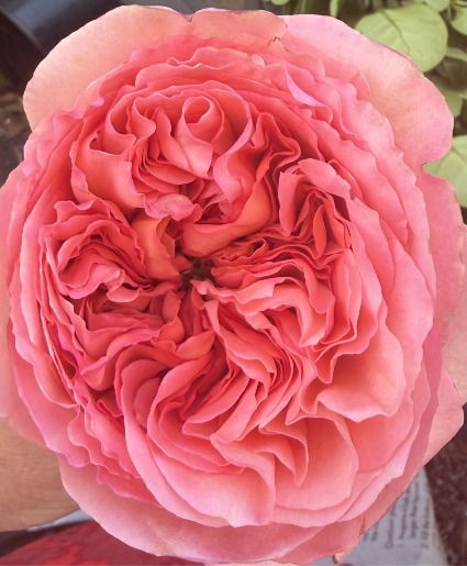 Pink Expression Rose Bouquet Pink Expression Rose Bouquet