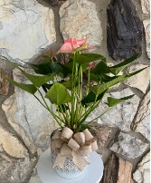Pink Flamingo Anthurium 