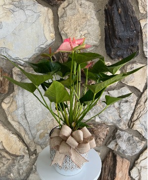 Pink Flamingo Anthurium 