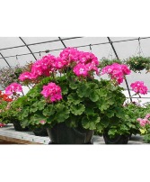 Pink Geranium 10 inch Hanging Basket 