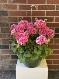 Pink Geranium Hanging Basket