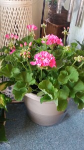 Pink Geranium pot