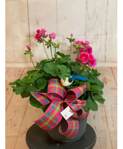 Pink Geranium Potted Plant