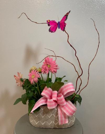 Pink Gerbera Daisy Potted plant