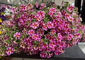 Pink Hanging Basket  