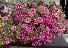 Pink Hanging Basket  