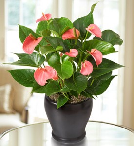 Pink Hearts Anthurium BLOOMING PLANT