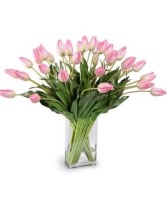 Pink Holland Tulips  Pink Holland Tulips 