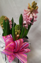 Pink Hyacinth bulbs in a 6