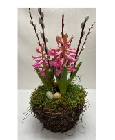 Pink Hyacinth Plant 
