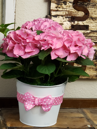 Pink Hydrangea