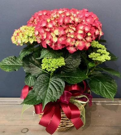 Pink Hydrangea Blooming Plant