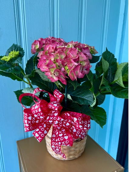 PINK HYDRANGEA BLOOMING PLANT