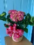 PINK HYDRANGEA BLOOMING PLANT