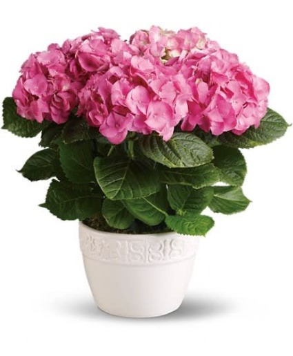 Pink Hydrangea Blooming Plant