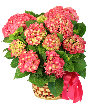 Pink Hydrangea Blooming Plants in Arab, AL | Angel's Trumpet Flowers & Gifts