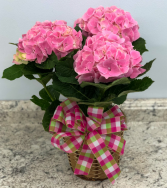  Deep Pink Hydrangea  Blooming Plant