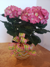 Pink Hydrangea in ceramic pot Plant