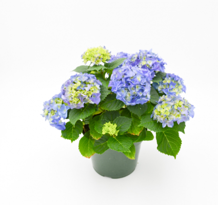 (Pink) Hydrangea Outdoor Flowering Shrub