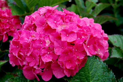 Pink Hydrangea Plant
