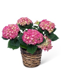 Pink Hydrangea Plant  