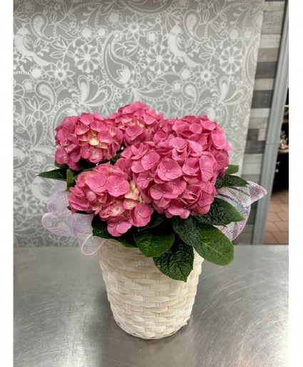 Pink Hydrangea Plant
