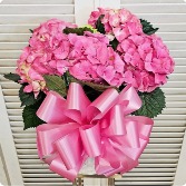 Pink Hydrangea Plant 