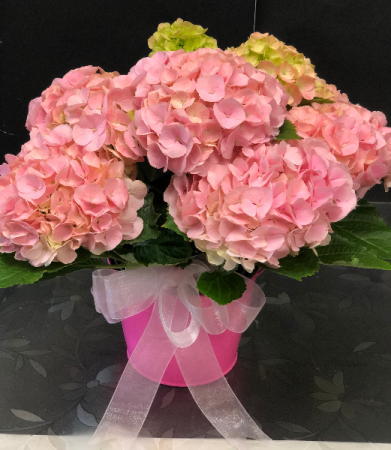 Pink Hydrangea Easter Plant