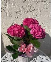 Pink Hydrangea Plant  Easter Plant 