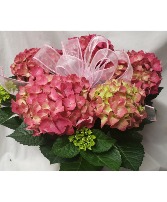 Pink Hydrangea plant...foiled and bow 