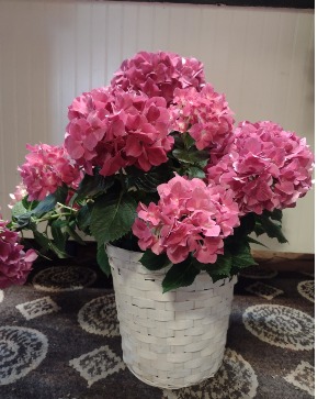 Pink Hydrangea Plant  Mothers Day