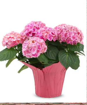 Pink Hydrangea Plant Mother's Day