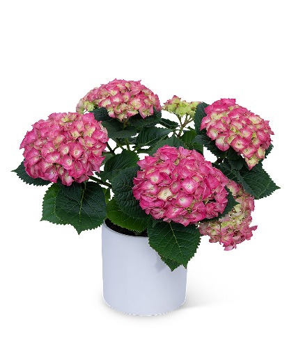 Pink Hydrangea Plant Plant in Kannapolis, NC - MIDWAY FLORIST OF KANNAPOLIS