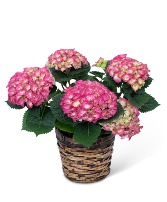 Pink Hydrangea Plant Plant