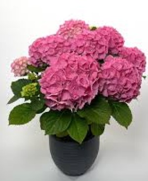 Pink Hydrangea Potted Plant  