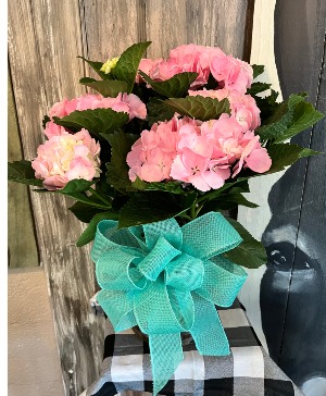 Pink Hydrangea with basket Floral / sympathy